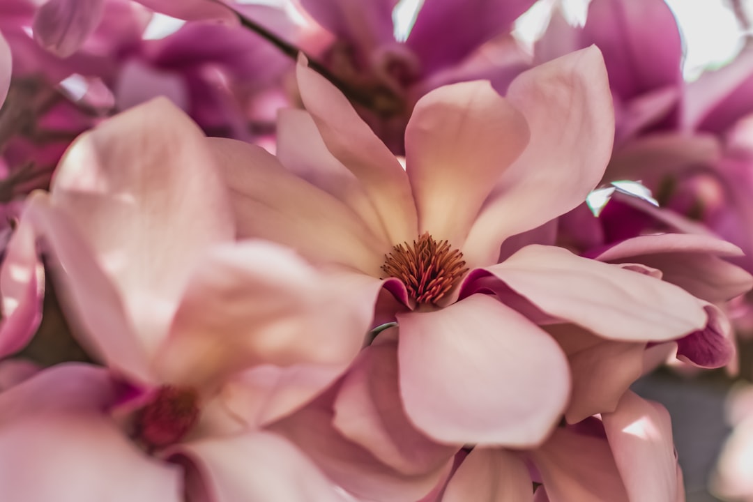 Photo Magnolia tree